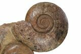 Tall Jurassic Ammonite (Hammatoceras) Display - France #381121-2